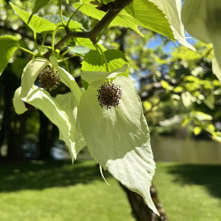 Parc floral d'Apremont-sur-Allier