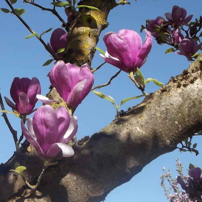 Parc floral d'Apremont-sur-Allier